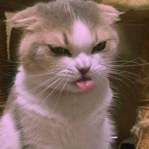 Meet your Posher, Madi